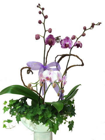 Blooming orchid plant composition