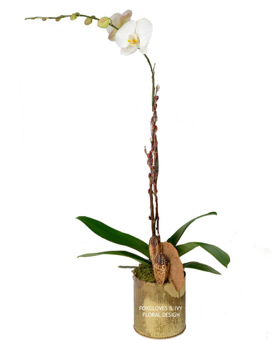 Orchid, Single stem