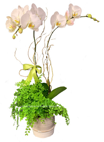 Blooming orchid plant composition