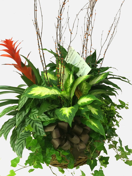 European Plant Composition
